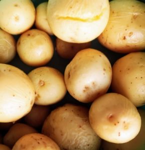 nye kartofler til kartoffelsalat